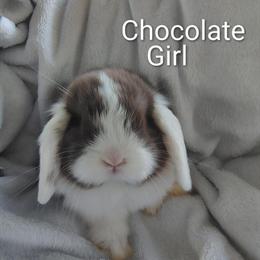 Holland Lops for Sale in Summerville, ga