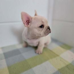 Female French Bulldog Puppies Available in Allen, Michigan in Quincy, mi