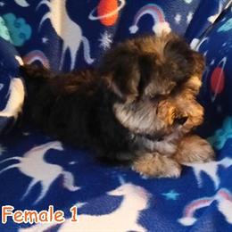 Morkie Puppies Available in Knoxville, tn