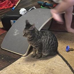 Free Kittens Looking for Loving Homes in Springfield, oh