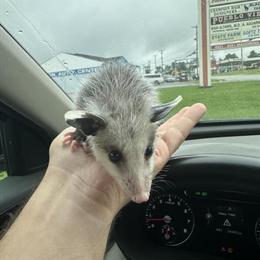 Opossums for 2026 Season - Taking Deposits in Columbus, oh