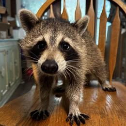 Raccoon Babies Available for 2026 Season in Columbus, oh