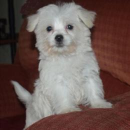 Morkie Puppies Ready for New Homes in Knoxville, tn