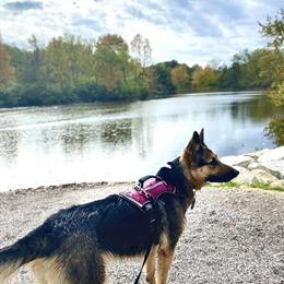 4 Year Old Female German Shepherd for Adoption in Seattle, wa