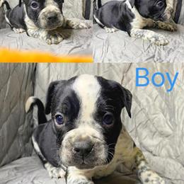 American Bully Puppies Available for Forever Homes in Wheelersburg, oh