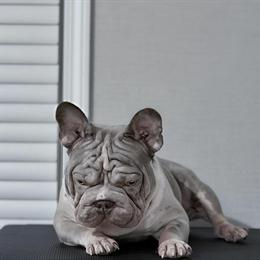 French Bulldog Male for Sale in Rochester, mi