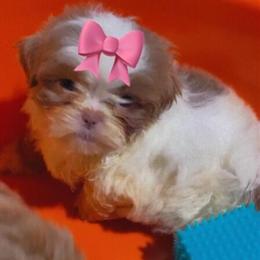 Shih Tzu Puppies Ready for Adoption in Detroit, mi
