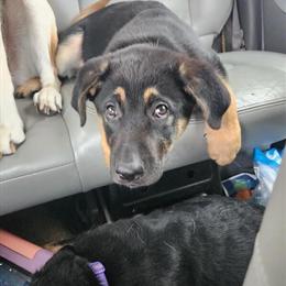 German Shepherd puppies, 10 weeks old, 2 males available in Indianapolis, in