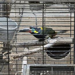 Toucanet Male for Sale in Chicago, il