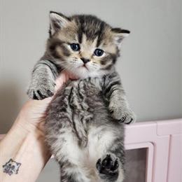 Male Black Golden British Shorthair Kitten Seeking Forever Home in Ames, ia