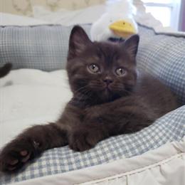 Male Chocolate British Shorthair Kitten Ready for a Forever Home in Ames, ia