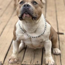 Female Dog NALA Coming Into Heat Soon in Acworth, ga