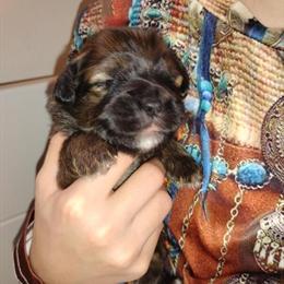 Shih Tzu Poodle Mix Puppies Available in Port Huron, mi