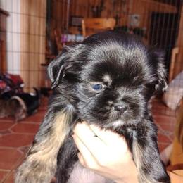 Hypoallergenic Shih Tzu Mini Poodle Mix Puppies for Sale in Port Huron, mi
