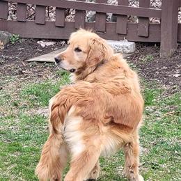 Miniature Goldendoodles Expected in Late April in Milford, mi