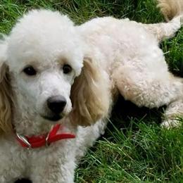 Miniature Poodle Stud Available for Breeding in Milford, mi