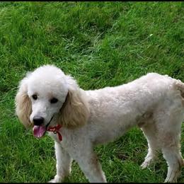 Miniature Poodle Stud - Not for Sale, Available for Stud Services in Milford, mi