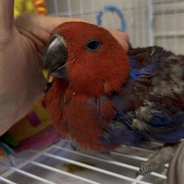 Female Eclectus Parrot Ready for New Home in Toledo, oh