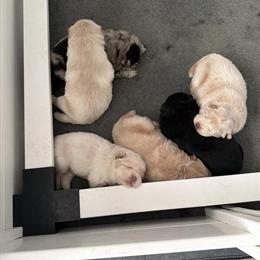 Chow Chow Puppies Available - 1 Cream Female Left! in Toledo, oh