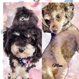 Maltipoo Puppies Available in New Castle, de