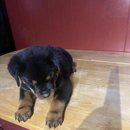 AKC Timit-Tor Puppies: 1 Female & 1 Male Ready for New Homes in Chrisman, il