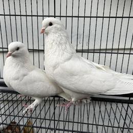 Iranian Highflyer Pigeons for Sale in Scranton, pa