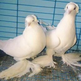 North Caucasian Tumblers for Sale in Scranton, pa