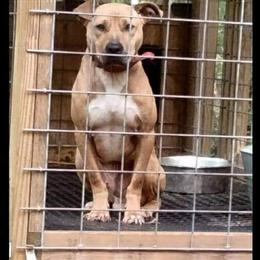 Bulldogs: 2 Males Available, 1 Year and 2 Months Old in Atlanta, ga