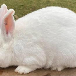 Florida White Rabbits for Sale in Mechanicsburg, Ohio in Columbus, oh