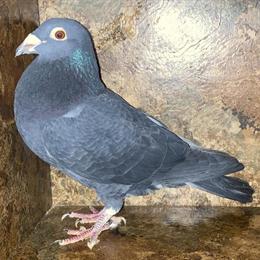Homing Pigeons for Sale in Mechanicsburg, Ohio in Columbus, oh