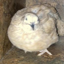 Coturnix Quail Chicks for Sale in Various Colors in Columbus, oh