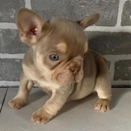 French Bulldog Puppy Isabella - AKC Registered in Edwardsburg, mi