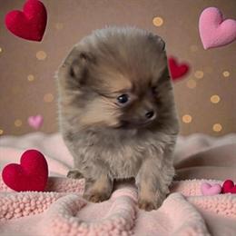 Teacup Pomeranian Female - AKC Registered Wolf Sable in Edwardsburg, mi