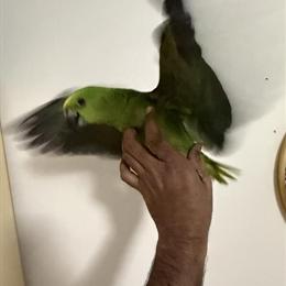 Friendly Yellow Naped and White Front Amazons Ready for New Homes in Edison, nj