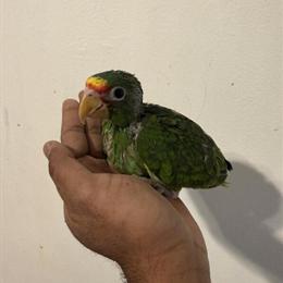 White-Fronted Amazon Babies for Adoption in Edison, nj