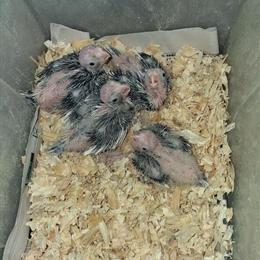 Cockatiel Babies Available for Pickup in Rahway, nj