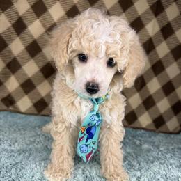 Toy Poodle Male Puppies Ready for Adoption in Orlando, fl
