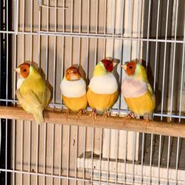 Exhibition Quality European Gouldian Finch in Brooklyn, ny