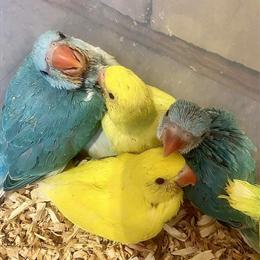 Indian Ring Neck Parrots for Sale in Brooklyn and Bronx in Brooklyn, ny