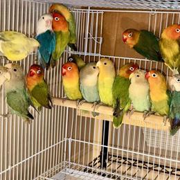 Lovebirds for Sale in Brooklyn, NY in Brooklyn, ny