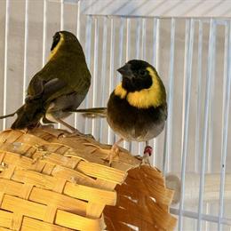 Cuban Melodius Birds for Sale in Brooklyn, ny