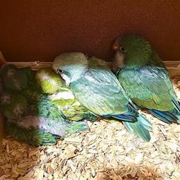 Quaker Parrot Babies Available in Brooklyn in Brooklyn, ny