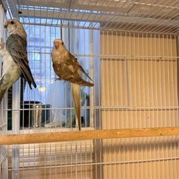 Red Rumped Parrot Breeding Pair for Sale in Brooklyn, ny