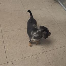 Silver Dapple Chiweenie Female Puppy in Naples, fl