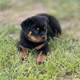 German Rottweiler Puppies Available in Naples, fl