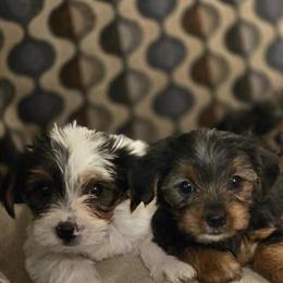 Yorkshire Terriers for Adoption in Simpsonville, sc