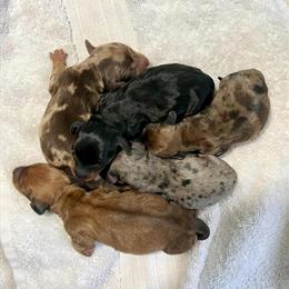 Dachshund Stud Service - Meet Copper in Hudsonville, mi