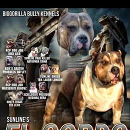 Bully El Gordo Available for Stud in Spring Hill, fl