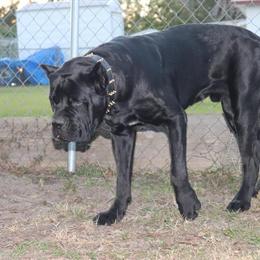 Cane Corso Puppies from Champion Bloodline Available in Spring Hill, fl