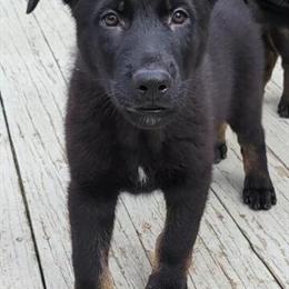 German Shepherd Puppy - 9 Weeks Old, 1 Male Left in Livonia, mi